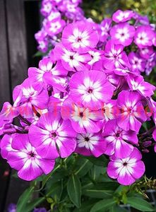 Bulbi Phlox Laura (Phlox); Plantarea se face in perioada martie-aprilie. Va inflori in perioada iunie-septembrie. Prefera locurile insorite, dar se descurca si in cele semiumbrite. Inaltimea maxima 80-110 cm. STOC EPUIZAT!
