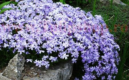 Bulbi Phlox Pitic Emerald Blue (Phlox); Plantarea se face in perioada martie-aprilie. Va inflori in perioada iunie-septembrie. Prefera locurile insorite, dar se descurca si in cele semiumbrite. Inaltimea maxima 10-20 cm. STOC EPUIZAT!
