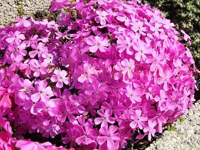 Bulbi Phlox Pitic McDaniels Cushion (Phlox); Plantarea se face in perioada martie-aprilie. Va inflori in perioada iunie-septembrie. Prefera locurile insorite, dar se descurca si in cele semiumbrite. Inaltimea maxima 10-20 cm. STOC EPUIZAT!
