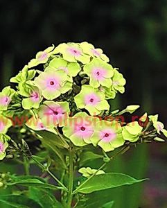 Bulbi Phlox Sherbet Blend (Phlox); Plantarea se face in perioada martie-aprilie. Va inflori in perioada iunie-septembrie. Prefera locurile insorite, dar se descurca si in cele semiumbrite. Inaltimea maxima 80-110 cm. STOC EPUIZAT!
