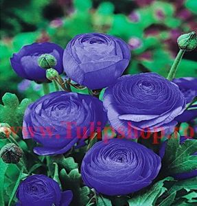 Bulbi Ranunculus Albastru (Piciorul Cocosului); Plantarea in perioada mar-apr. Va inflori in perioada aprilie-iunie. Prefera locurile insorite, dar se descurca si in cele semiumbrite. Inaltimea maxima 20-30 cm.  Marime bulb 5/+. STOC EPUIZAT!
