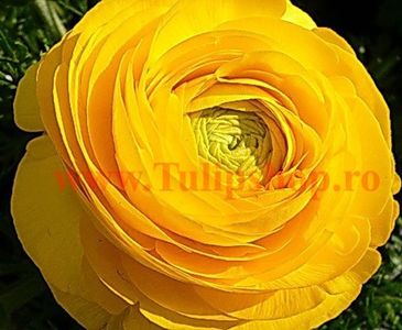 Bulbi Ranunculus Galben (Piciorul Cocosului); Plantarea in perioada mar-apr. Va inflori in perioada aprilie-iunie. Prefera locurile insorite, dar se descurca si in cele semiumbrite. Inaltimea maxima 20-30 cm.  Marime bulb 5/+. STOC EPUIZAT!
