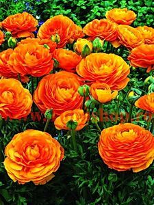 Bulbi Ranunculus Portocaliu (Piciorul Cocosului); Plantarea in perioada mar-apr. Va inflori in perioada aprilie-iunie. Prefera locurile insorite, dar se descurca si in cele semiumbrite. Inaltimea maxima 20-30 cm.  Marime bulb 5/+. STOC EPUIZAT!
