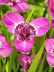 Bulbi Tigridia Lilacea; Plantarea in perioada martie-aprilie. Va inflori in perioada iul-sept. Prefera locurile insorite, dar se descurca si in cele semiumbrite. Inaltimea maxima 40-60 cm. Marime bulb 5/+. STOC EPUIZAT!
