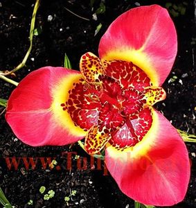 Bulbi Tigridia Speciosa; Plantarea in perioada martie-aprilie. Va inflori in perioada iul-sept. Prefera locurile insorite, dar se descurca si in cele semiumbrite. Inaltimea maxima 40-60 cm. Marime bulb 5/+. STOC EPUIZAT!
