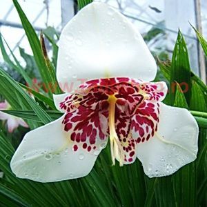 Bulbi Tigridia Alba; Plantarea in perioada martie-aprilie. Va inflori in perioada iul-sept. Prefera locurile insorite, dar se descurca si in cele semiumbrite. Inaltimea maxima 40-60 cm. Marime bulb 5/+. STOC EPUIZAT!
