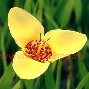 Bulbi Tigridia Aurea; Plantarea in perioada martie-aprilie. Va inflori in perioada iul-sept. Prefera locurile insorite, dar se descurca si in cele semiumbrite. Inaltimea maxima 40-60 cm. Marime bulb 5/+. STOC EPUIZAT!
