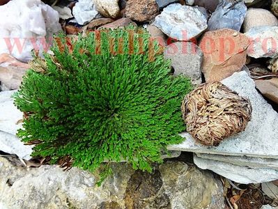 Bulbi Trandafir de Ierihon (Selaginella Lepidophylla); Este iubitoare de soare. In perioadele uscate planta se strange intr-un ghem si se usuca complet.Cand gaseste umiditate planta se desface in cateva ore si revine la viata.  STOC EPUIZAT!

