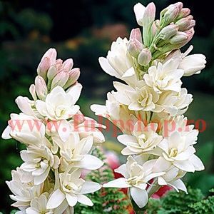 Bulbi Tuberoze Classic (Polianthes); Plantarea in perioada martie-aprilie. Va inflori in perioada iul-sept. Prefera locurile insorite, dar se descurca si in cele semiumbrite. Inaltimea maxima 60-70 cm. Marime bulb 14/+. STOC EPUIZAT!
