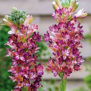 Bulbi Tuberoze Cinderella (Polianthes); Plantarea in perioada martie-aprilie. Va inflori in perioada iul-sept. Prefera locurile insorite, dar se descurca si in cele semiumbrite. Inaltimea maxima 60-70 cm. Marime bulb 14/+. STOC EPUIZAT!
