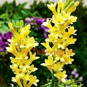 Bulbi Tuberoze Golden Harvest (Polianthes); Plantarea in perioada martie-aprilie. Va inflori in perioada iul-sept. Prefera locurile insorite, dar se descurca si in cele semiumbrite. Inaltimea maxima 60-70 cm. Marime bulb 14/+. STOC EPUIZAT!
