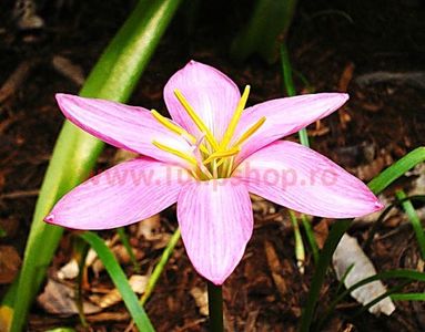 Bulbi Zephyranthes Rosea; Plantarea in perioada martie-aprilie. Va inflori in perioada iul-sept. Prefera locurile insorite, dar se descurca si in cele semiumbrite. Inaltimea maxima 20-30 cm. Marime bulb 5/+. STOC EPUIZAT!
