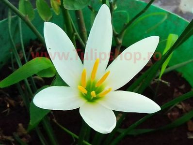 Bulbi Zephyranthes Alba; Plantarea in perioada martie-aprilie. Va inflori in perioada iul-sept. Prefera locurile insorite, dar se descurca si in cele semiumbrite. Inaltimea maxima 20-30 cm. Marime bulb 5/+. STOC EPUIZAT!
