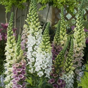 Seminte de Degetar - 11.7 lei; Seminte de Degetar - Foxglove Candy Mountain Mixed
