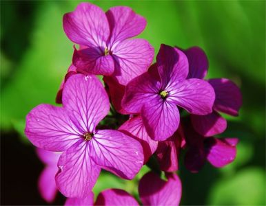 Seminte de Argintii lui Iuda - 8.8 lei; Seminte de Lopatea (Argintii lui Iuda) - Honesty Fine Mixed (Lunaria Annua - Money Plant)
