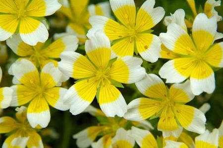 Seminte de Planta Ou Fiert - 9 lei; Seminte de Limnanthes Douglasii - Planta Ou Fiert
