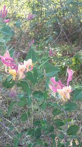 Lonicera American Beauty; inflorita pana in luna decembrie
