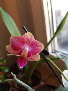 24.01.18; Orhidee pitică
