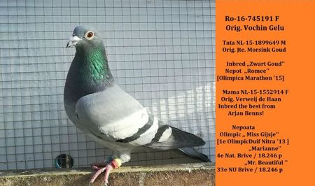 GIZELA; Ro-16-745191 F Orig. Vochin Gelu Tata NL-15-1899649 M Orig. Jte. Morsink Goud Inbred ,,Zwart Goud&#039;&#039; Nepot ,,Romee&#039;&#039; [Olimpica Marathon &#039;15]
