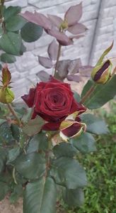 Black Baccara