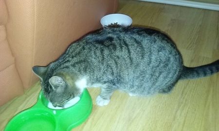 Mitzi, vecina noastra