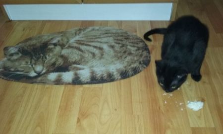 Amira si pisica somnoroasa.:)))