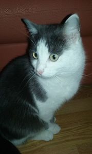 Elsa- prima mea iubire.