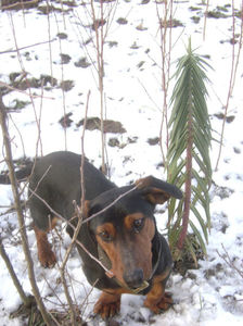 Patrocle şi planta anti cartita; Patrocle şi planta anti cartita

