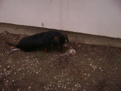 Patrocle si sobo 7; Patrocle si sobo
