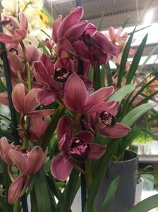 27.01.2018 Cymbidium