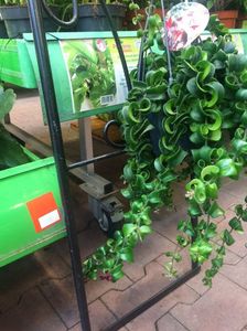 28.01.2018 Aeschinanthus Rasta