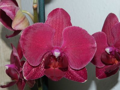 Phalaenopsis rosie Diamond King