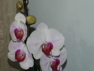 Phalaenopsis dungata- alba cu dungi mov