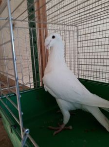 Vandut