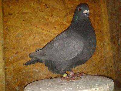 Vanduta