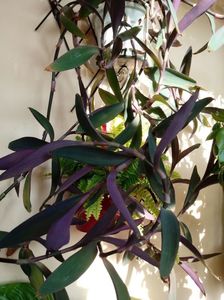 Tradescantia Pallida Viola-Purple Heart