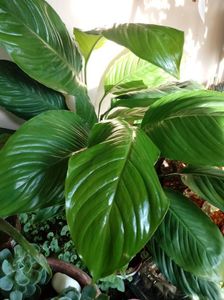 SpathiphyllumWallisii-Crinul Păcii