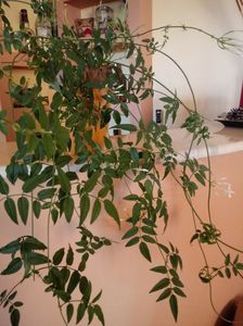 Jasminum Polyanthum