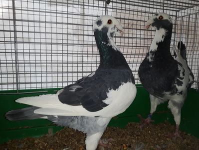 Vanduti