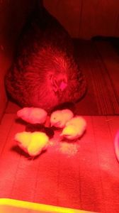 IMG-20180129-WA0002