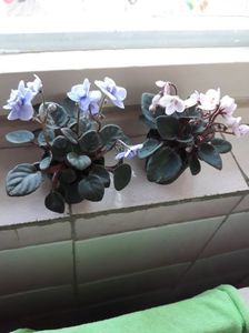 ; Mini violete afticane

