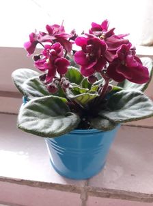 ; Mini violeta  africană
