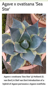 Agave Ovatisana Sea Star (Planta mama)