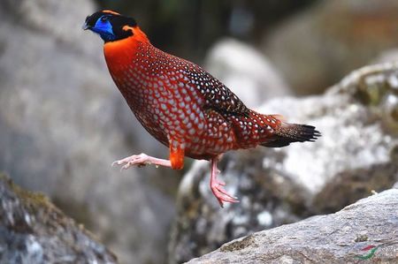 Fazan tragopan