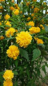 Kerria japonica; 20 lei
