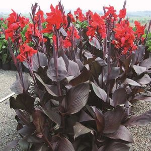 Canna Black knight; Este gigantica daca este udata regulat. 20 lei (3 rizomi)
