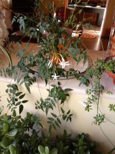 JasminumPolyanthum