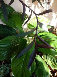 SpathiphyllumWallisii-Crinul Păcii