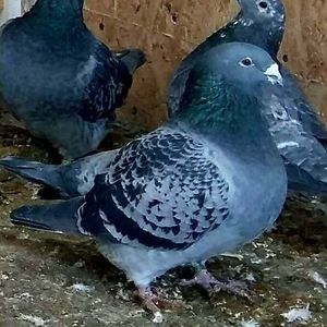 IMG-20171226-WA0010; Femela
