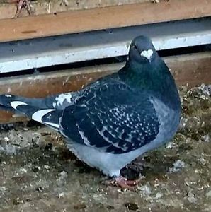 IMG-20171226-WA0009; Femela
